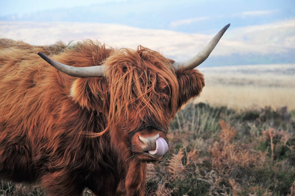 Bull by Horns 1024x680 - Blog
