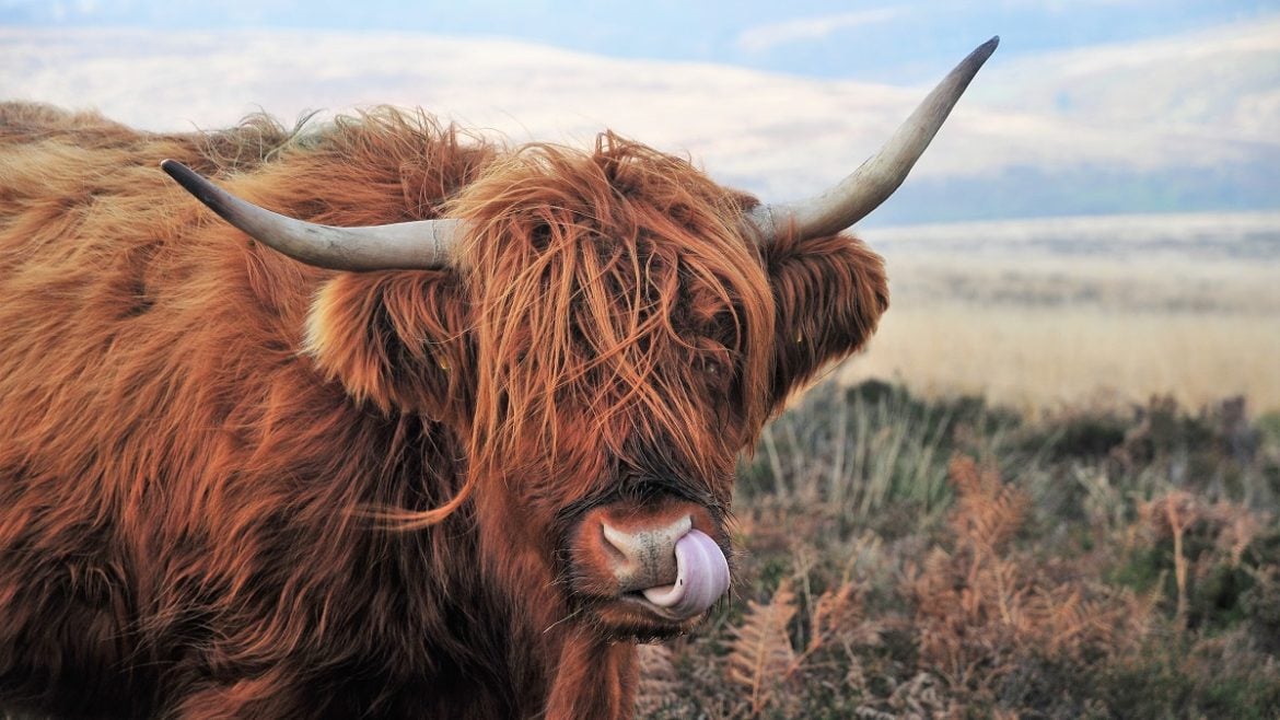 Bull by Horns 1170x658 - Time to Take the 'Bull By The Horns' & Moo-ve To Magento 2?